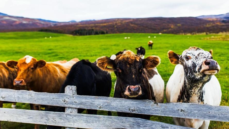 冰岛 牛 奶牛 篱笆 草甸 原野 全景图 牲畜 农场 牧场