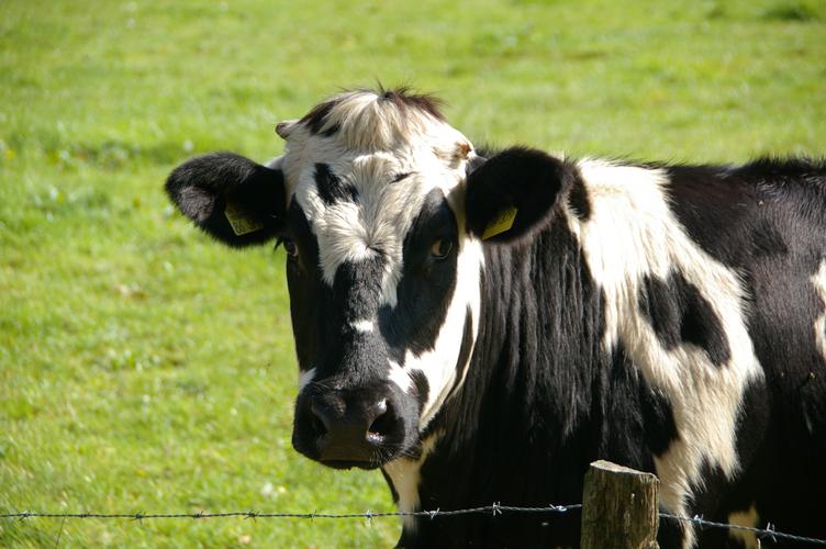 奶牛高清图片家畜牛奶牛
