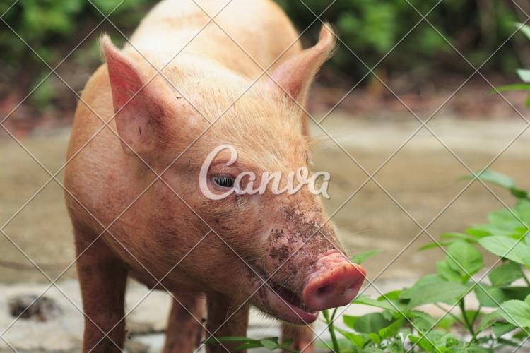 动物户外彩色图片家畜猪嘴牲畜摄影猪舍哺乳纲图片